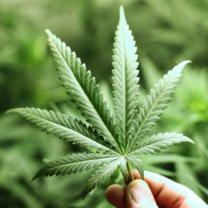 Марихуана киров купить как вырастить марихуану на гидропоне